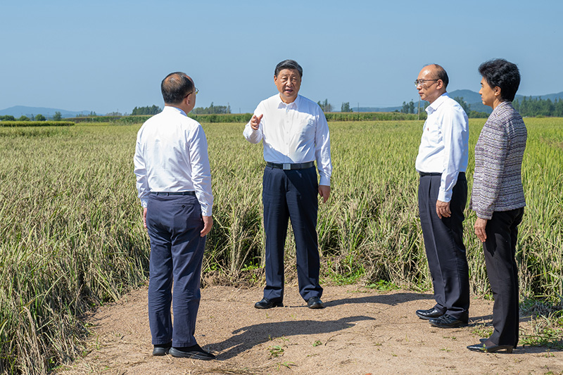 9月6日至8日，，，，，，，中共中央总书记、国家主席、中央军委主席习近平在黑龙江考察。。。。。。。这是7日上午，，，，，，，习近平在遭受洪涝灾难的哈尔滨尚志市老街基乡龙王庙村，，，，，，，观察水稻受灾情形。。。。。。。