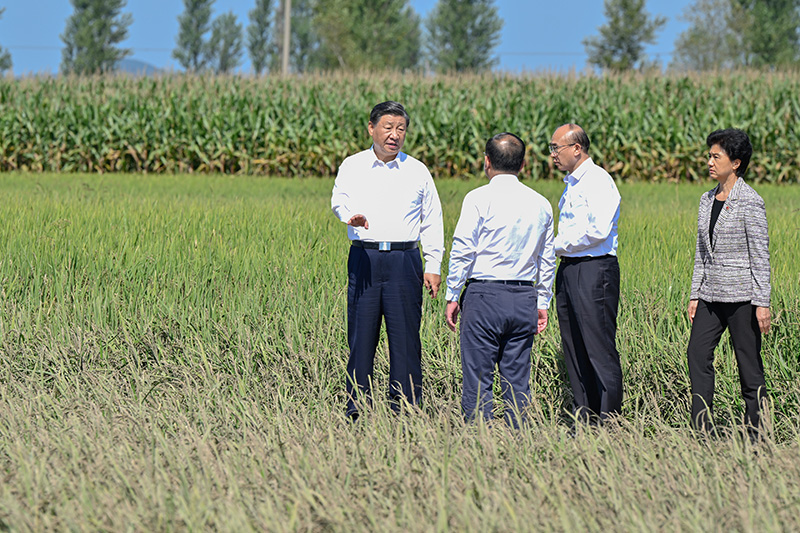 9月6日至8日，，，，，，，中共中央总书记、国家主席、中央军委主席习近平在黑龙江考察。。。。。。。这是7日上午，，，，，，，习近平在遭受洪涝灾难的哈尔滨尚志市老街基乡龙王庙村，，，，，，，观察水稻受灾情形。。。。。。。